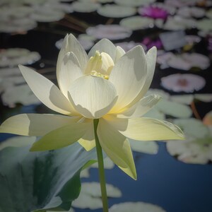 Heilige Lotusblume - Chicago Botanic Gardens