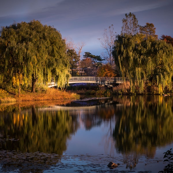 Chicago Botanic Garden - Fall Foliage - Reflecting Pond - Wall Art