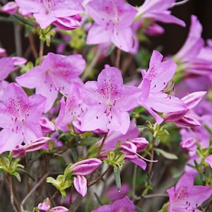 Azaleas Flower Picture, DIGITAL DOWNLOAD, Pink Flower Photograph