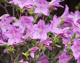 Azaleas Flower Picture, DIGITAL DOWNLOAD, Pink Flower Photograph