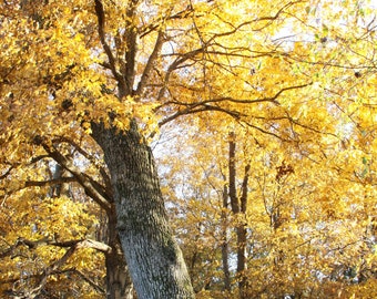 Fall Leaves Photograph, DIGITAL DOWNLOAD, Yellow Leaf Picture