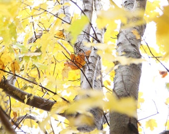 Yellow Maple Tree Photograph, DIGITAL DOWNLOAD, Fall Woodland