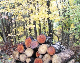 Yellow Leaves Photograph, DIGITAL DOWNLOAD, Woods in the Fall Picture