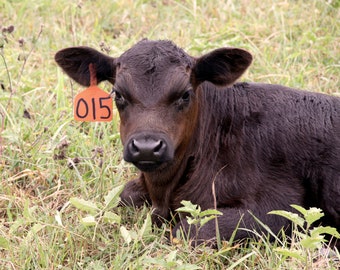Black Angus Cow Photograph, DIGITAL DOWNLOAD, Baby Cow Picture