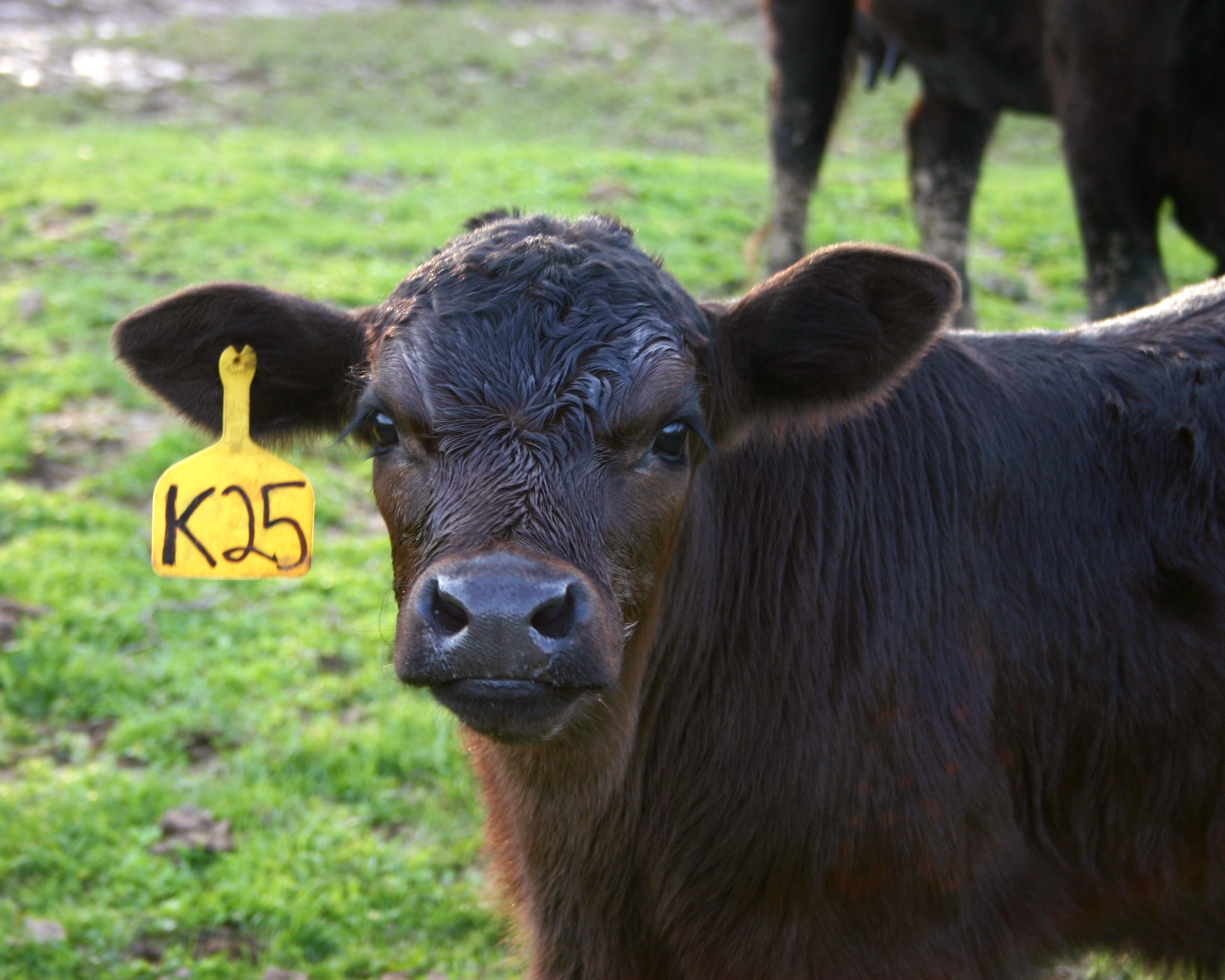 Black Angus Cow Photograph, DIGITAL DOWNLOAD, Kentucky Wall Art, Baby Cow Picture