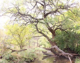 Summer Tree Photograph, DIGITAL DOWNLOAD, Kentucky Creek Picture