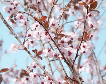 Pink Blooms Photograph, DIGITAL DOWNLOAD,  Baby Girls Room Art