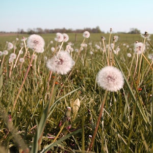 Dandelion Photograph, DIGITAL DOWNLOAD, Wildflower Art