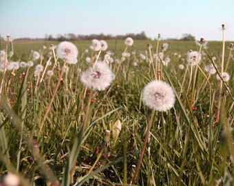 Fotografía de diente de león, DESCARGA DIGITAL, Arte de flores silvestres