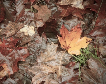 Maple Leaf Photograph, DIGITAL DOWNLOAD, Autumn Woodland