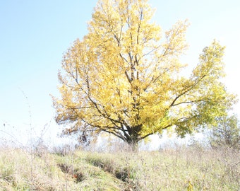 Yellow Tree Photograph, DIGITAL DOWNLOAD, Fall Woodland Photograph, Golden Leaves