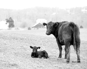 Black Angus Cow Photograph, DIGITAL DOWNLOAD, Livestock Photograph, Black and White Kentucky Print