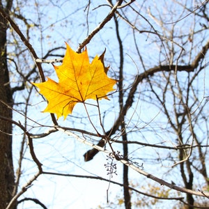 Yellow Maple Leaf Photograph, DIGITAL DOWNLOAD, Fall Woodland Photograph