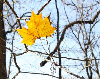 Yellow Maple Leaf Photograph, DIGITAL DOWNLOAD, Fall Woodland Photograph
