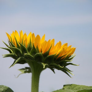 Sonnenblumen Fotografie, DIGITALER DOWNLOAD, Gelbes Blumenbild