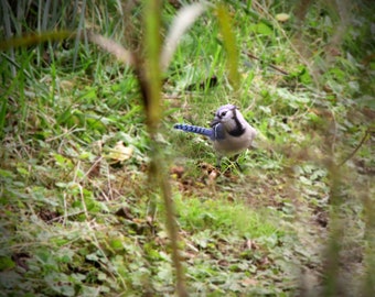 Blue Jay Bird Photograph, DIGITAL DOWNLOAD, Blue Bird Picture