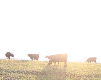 Black Angus Cow Photograph, DIGITAL DOWNLOAD, Kentucky Farm Picture