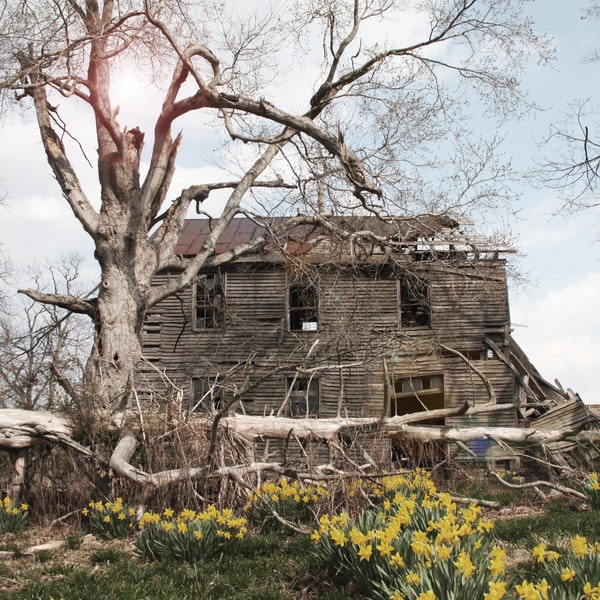 Old Abandoned Farmhouse Photograph, DIGITAL DOWNLOAD, Daffodils Print