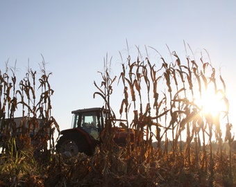 Red Tractor Photograph, DIGITAL DOWNLOAD, Massey Ferguson Tractor, Corn Field