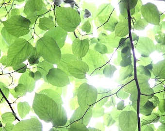 Green Leaves Photograph, DIGITAL DOWNLOAD, Modern Farmhouse Photograph, Summer Tree Branches Print