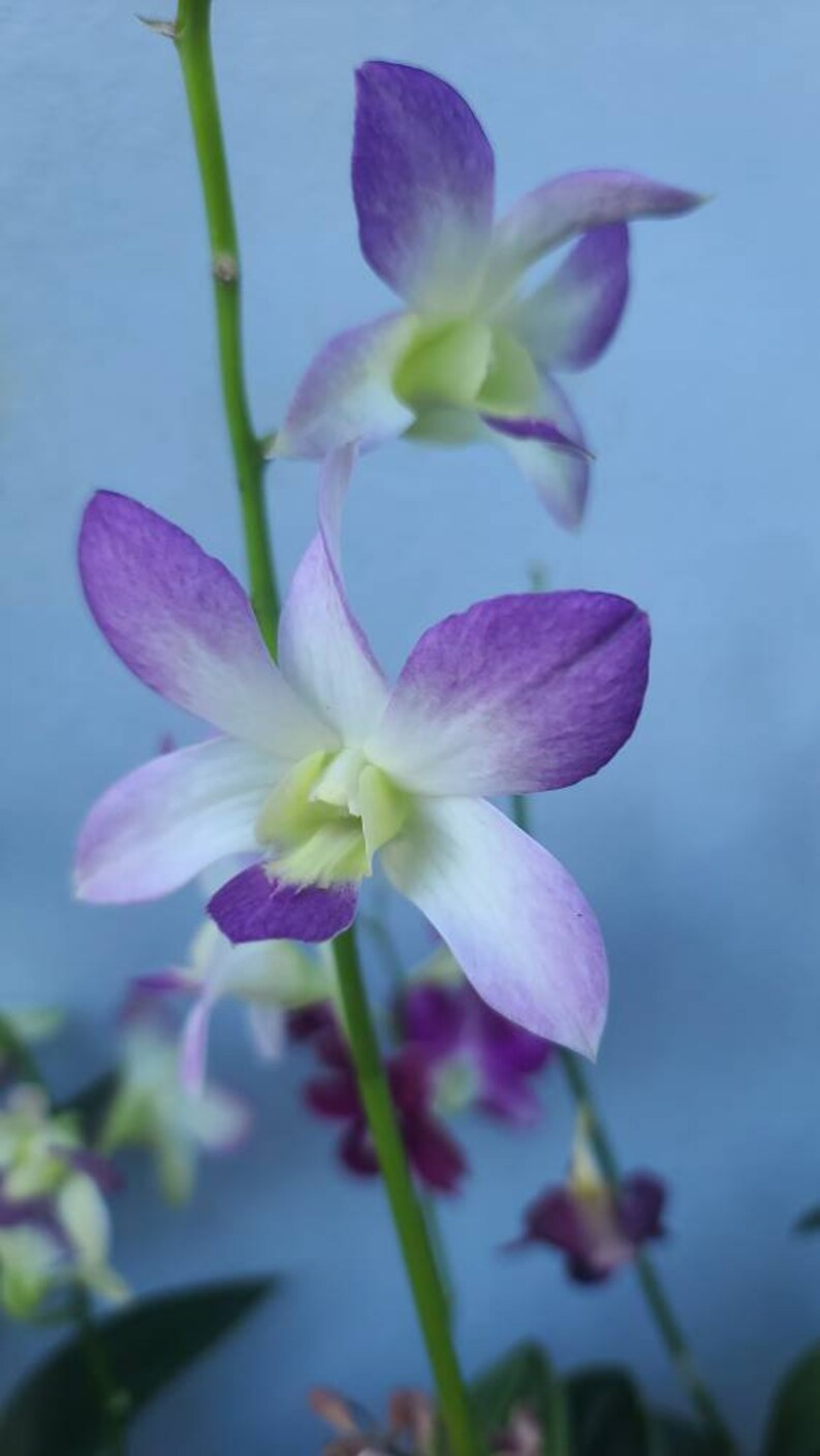 Dendrobium Aridang Blue Orchid in Spike | Etsy