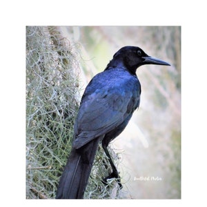 South Carolina Grackle