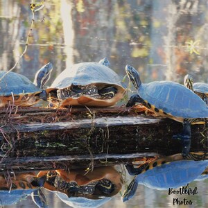Turtles on a log