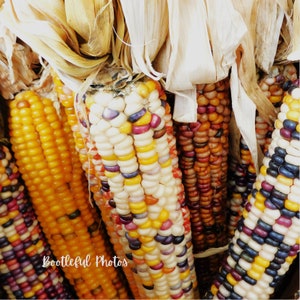 Autumn&#39;s corn harvest