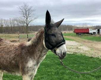 Small Standard Donkey (larger than a mini donkey)