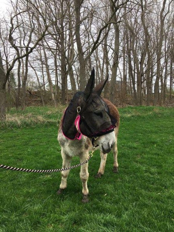 Large Standard Donkey - Etsy
