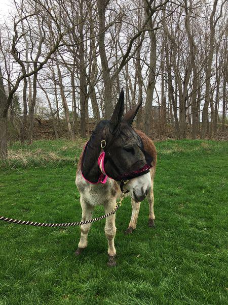 Large Standard Donkey - Etsy
