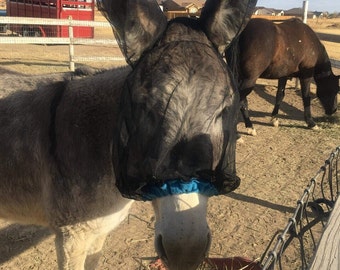 May include: A gray donkey wearing a black mesh fly mask with a blue trim. The donkey is standing in a dirt pen with hay on the ground.