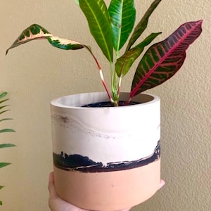 May include: A potted Croton plant with vibrant green, red, and pink leaves. The plant is in a cylindrical, handcrafted planter with a white top, a black band, and a tan base. The planter is held in a person's hand.