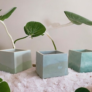May include: Three square concrete planters in shades of blue and green, each holding a plant with large green leaves. The planters are arranged on a bed of white sand, creating a minimalist and natural aesthetic.