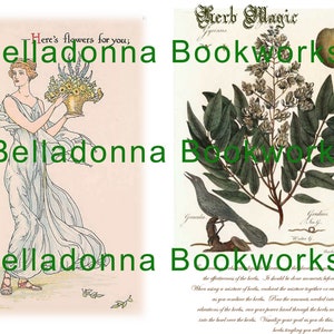 May include: A vintage botanical illustration of a plant with white flowers and green leaves. The illustration is titled "Herb Magic" and includes the text "Belladonna Bookworks".
