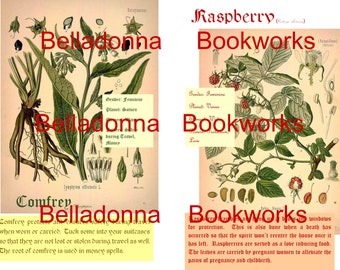 Practical Magic inspired pages for your Grimoire. Herbal Book of Shadows. Comfrey and Raspberry