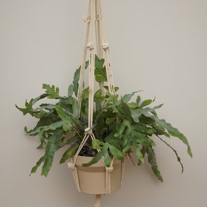 Puede incluir: Un macetero de macramé con una borla de color crema cuelga del techo. Una planta verde con hojas grandes está en una maceta de color crema.