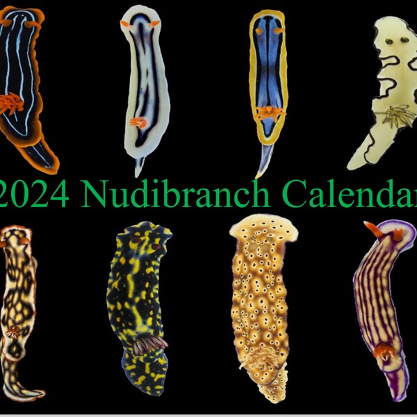 Calendrier 2024 des nudibranches/limaces de mer