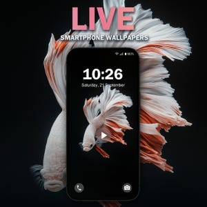 Bettafisk Havsestetisk Telefon Levande Bakgrund V3 | MP4 JPG för Android | Djurtema | Direkt Nedladdning