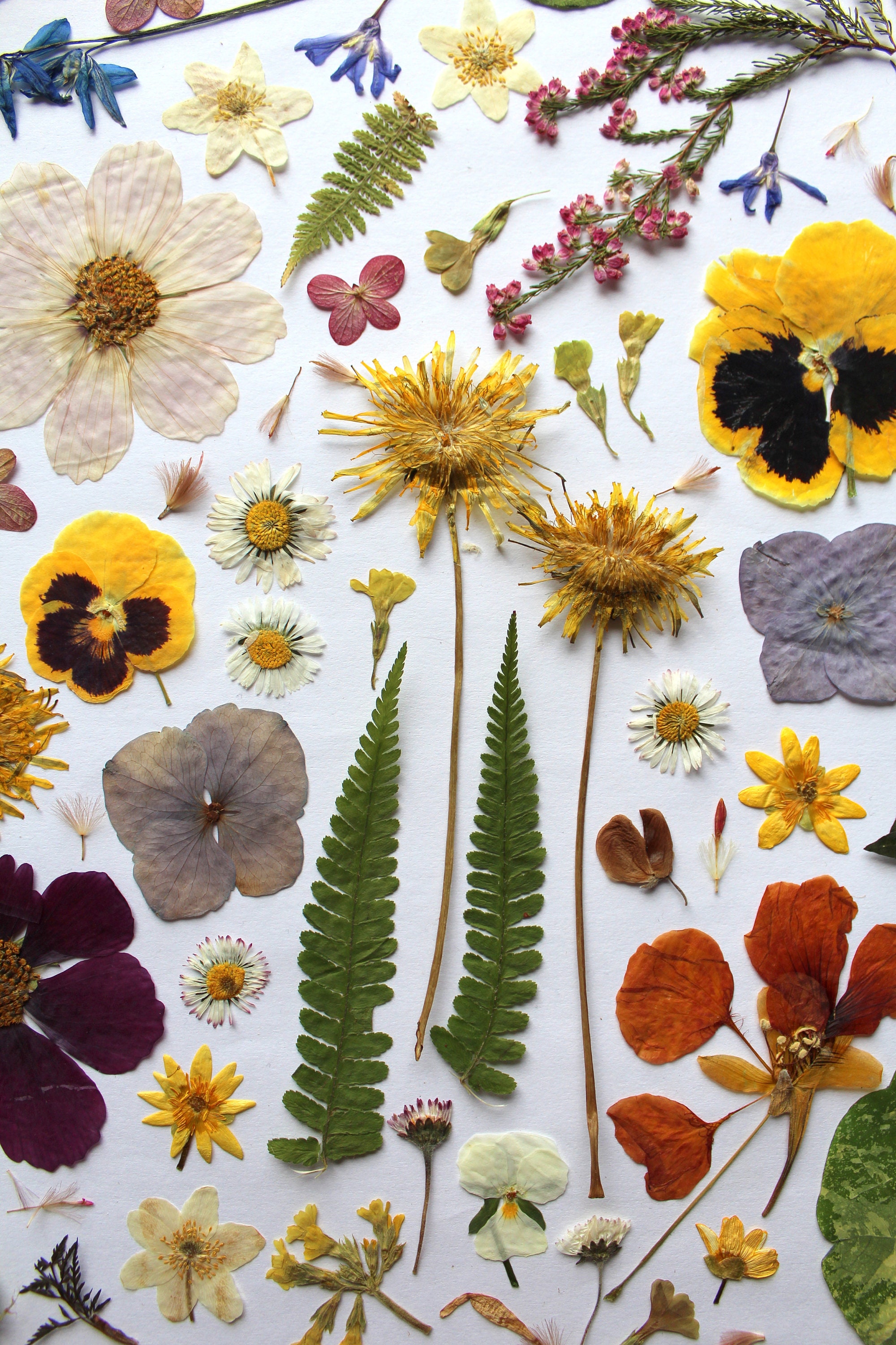 50 Pressed Flowers 102 Leaves - Set Etsy and