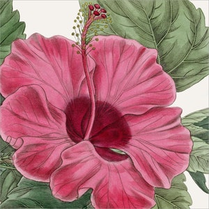 Fine Art Printable Botanical Watercolor Image. Pink Red Flower Plant. Vintage. Print up to 12&quot; x 12&quot;. Instant download. Any use.