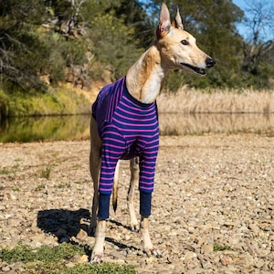 Greyhound Pyjamas – Violet Zoomie | Lightweight Warm Cotton Dog Coat & Shirt | Stretchy Galgo Clothing