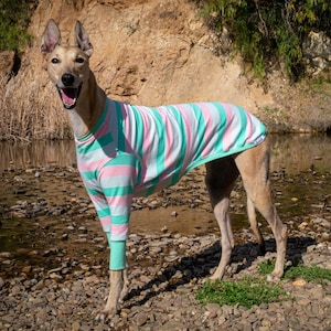 Greyhound Pyjamas – Soda Snoot | Lightweight Warm Cotton Dog Coat & Shirt | Stretchy Galgo Clothing