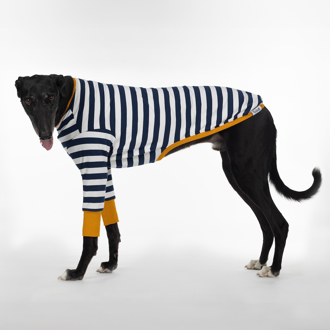 Greyhound Clothes Sailor Mustard Etsy