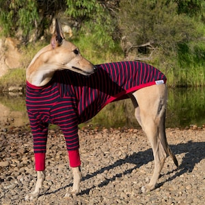 May include: A tan and white dog wearing a red and black striped long-sleeved shirt. The shirt has a red collar and red cuffs. The dog is standing on a bed of small rocks.