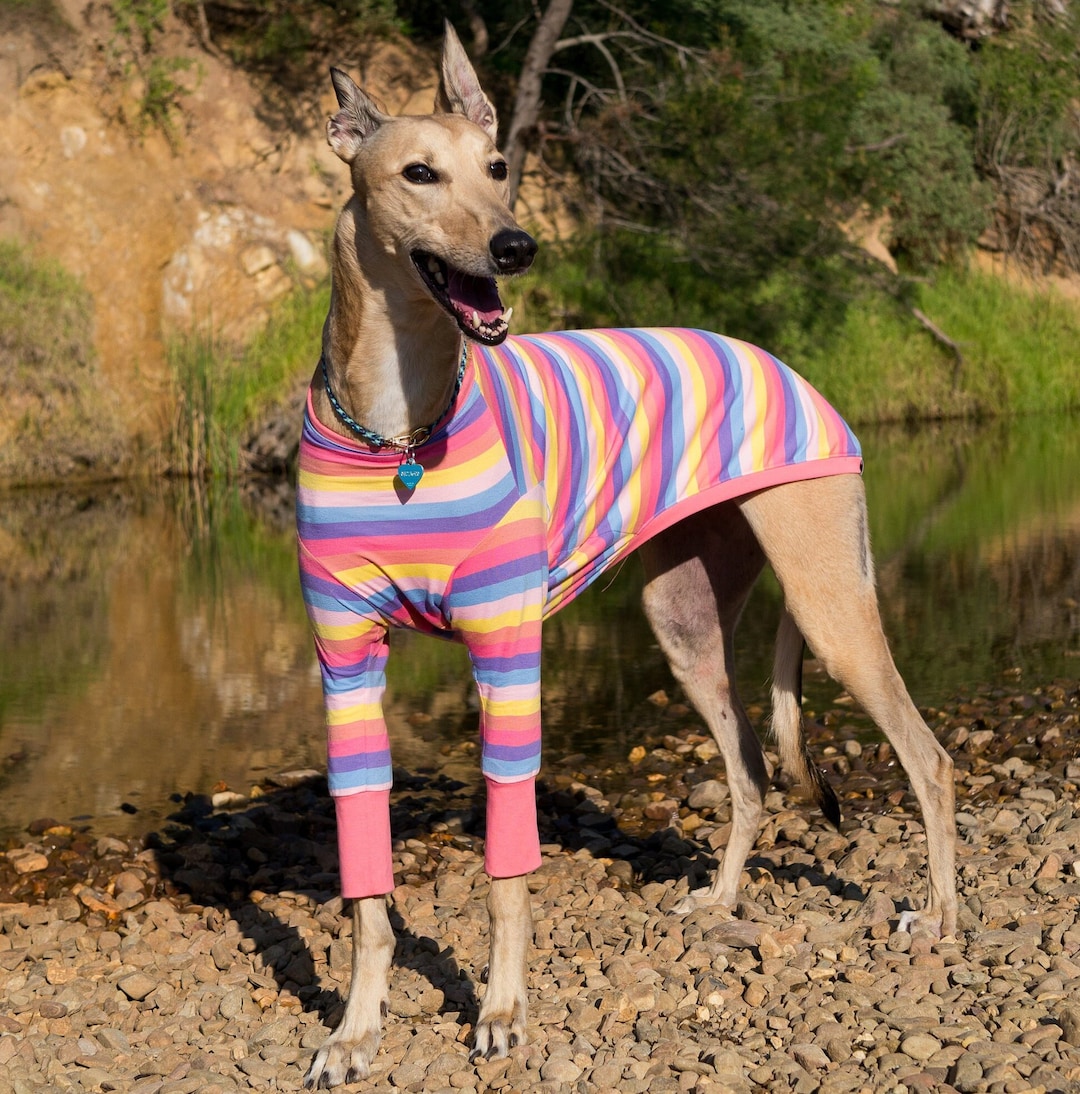 Greyhound Pyjamas – Candy Cuff | Lightweight Warm Cotton Dog Coat ...