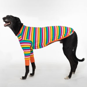 May include: A black dog wearing a rainbow striped long-sleeved shirt. The shirt has orange, yellow, green, blue, pink, and red stripes.