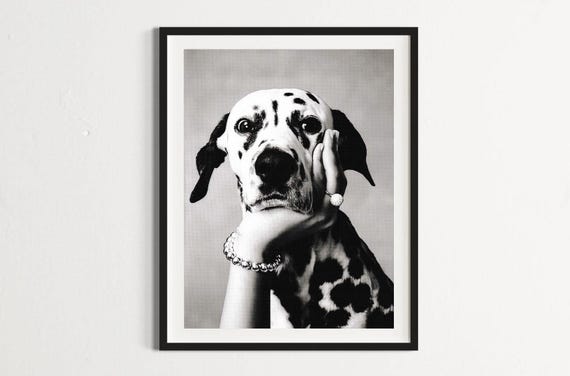 Dalmatian love