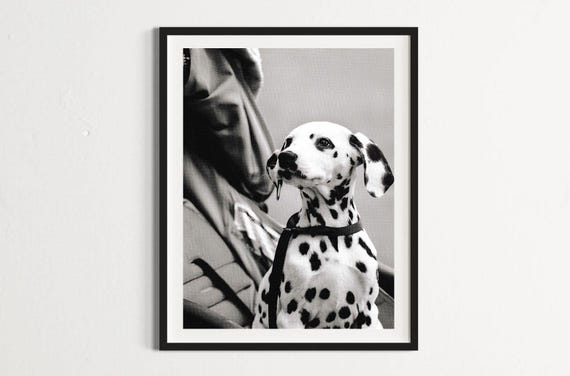 Vintage Dalmatian