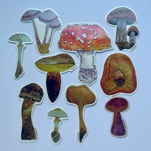 Mushrooms sticker 10 pack